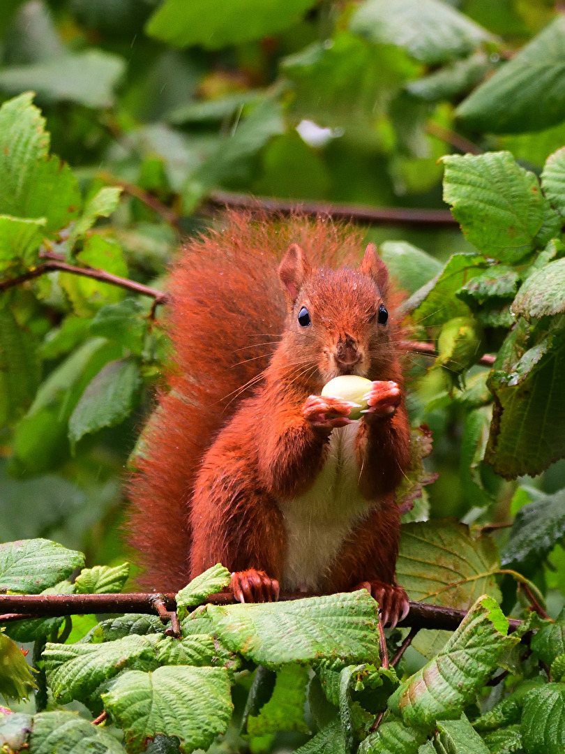 Mundraub  Eichhörnchen