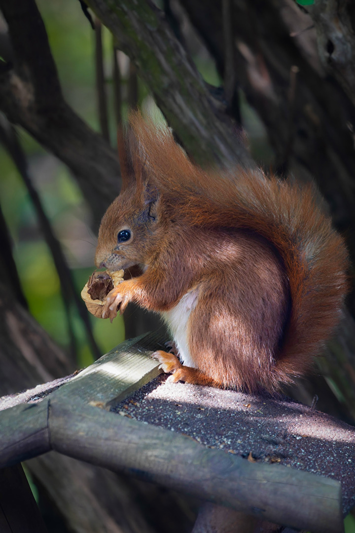 Nagetiere & Hasenartige