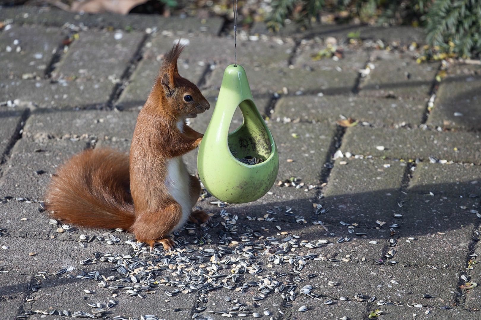 Nagetiere & Hasenartige