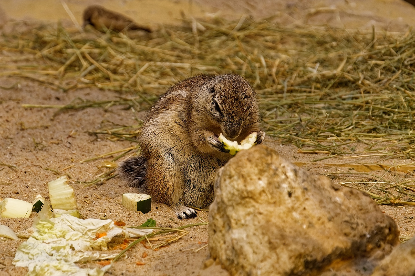 Bürsten Hörnchen