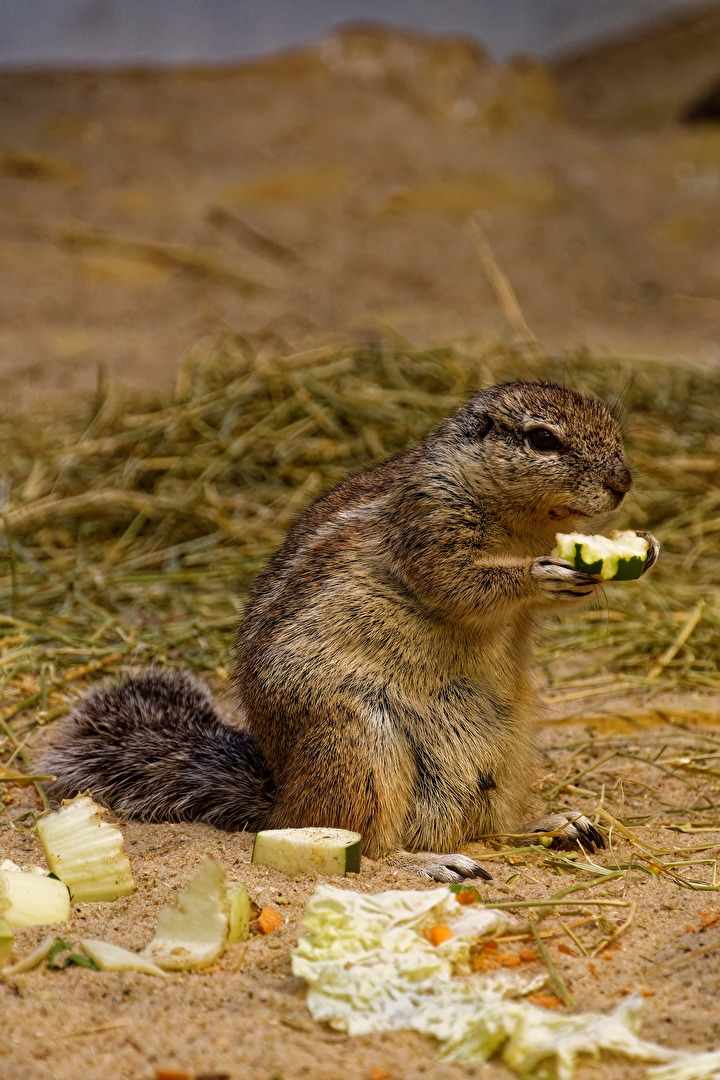 Afrikanische Borstenhörnchen