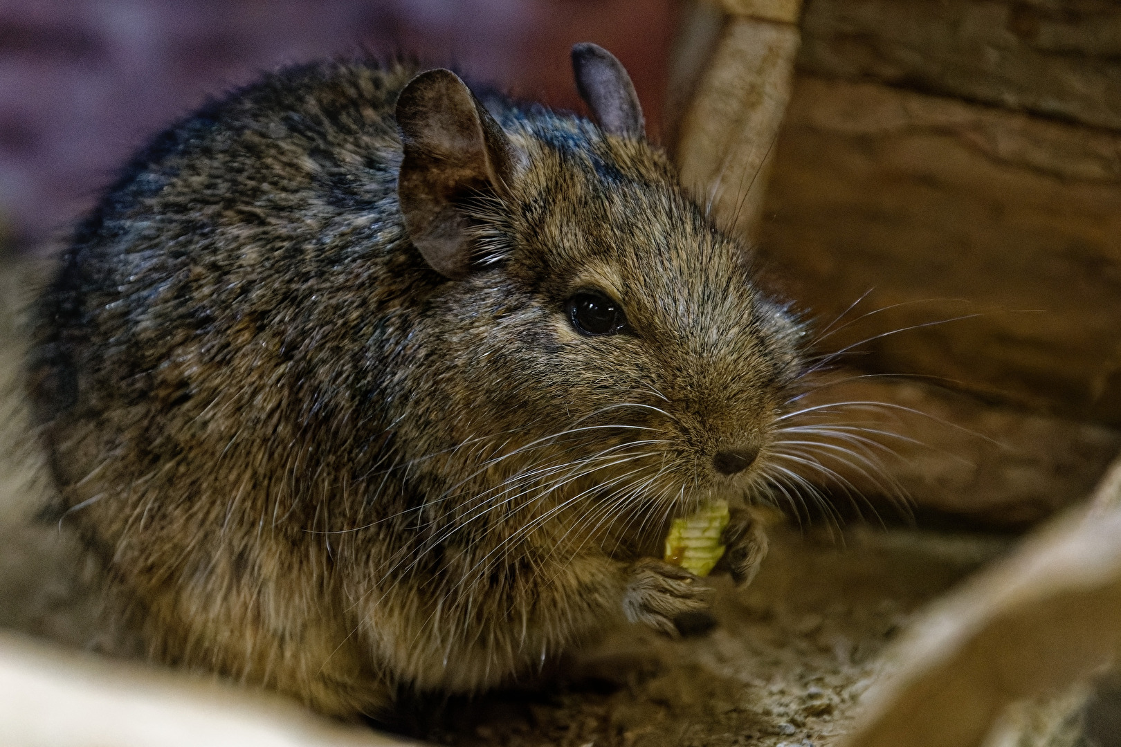 Degu