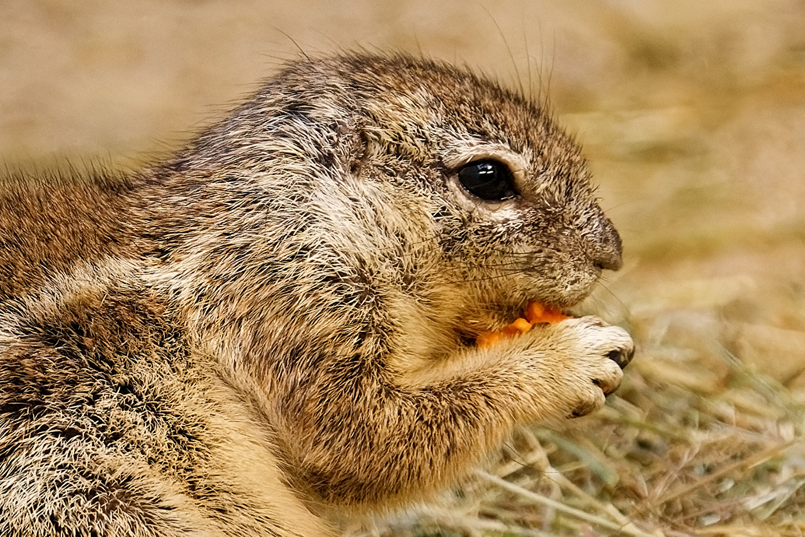 Borstenhörnchen