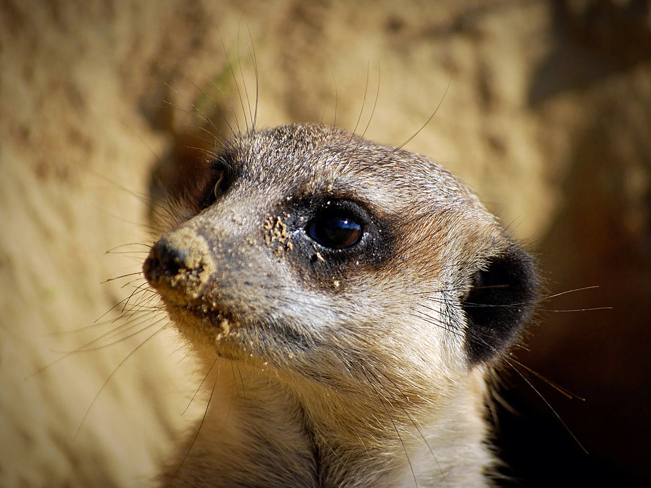 Sandmännchen...