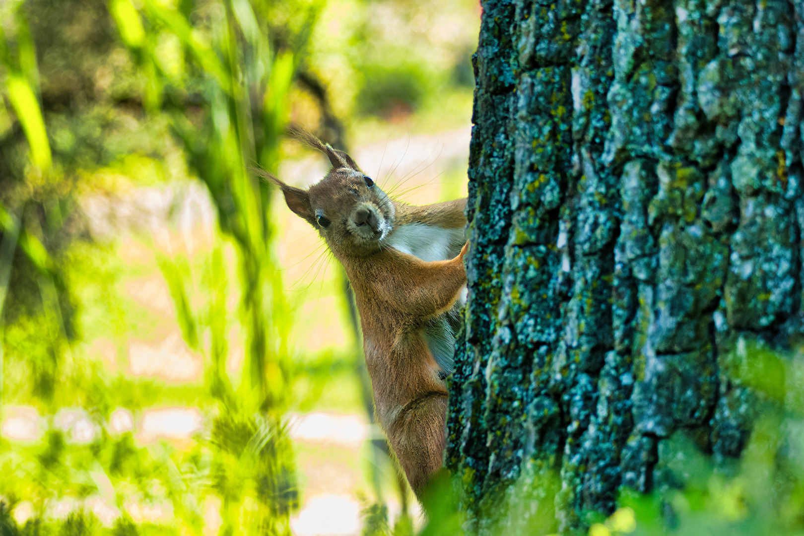 Nagetiere & Hasenartige