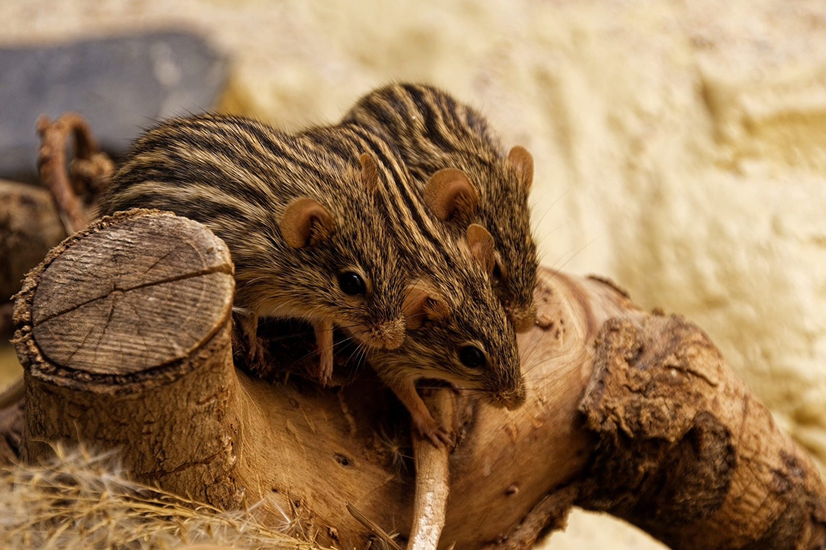 Vielstreifengrasmäuse