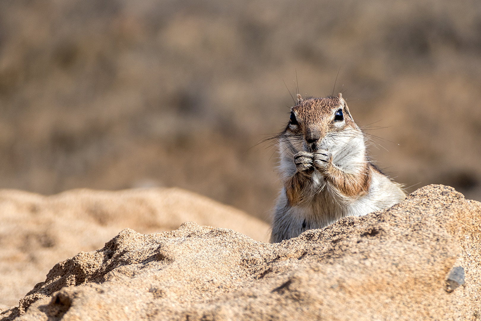Atlashörnchen (Fuerteventura Wildlife))