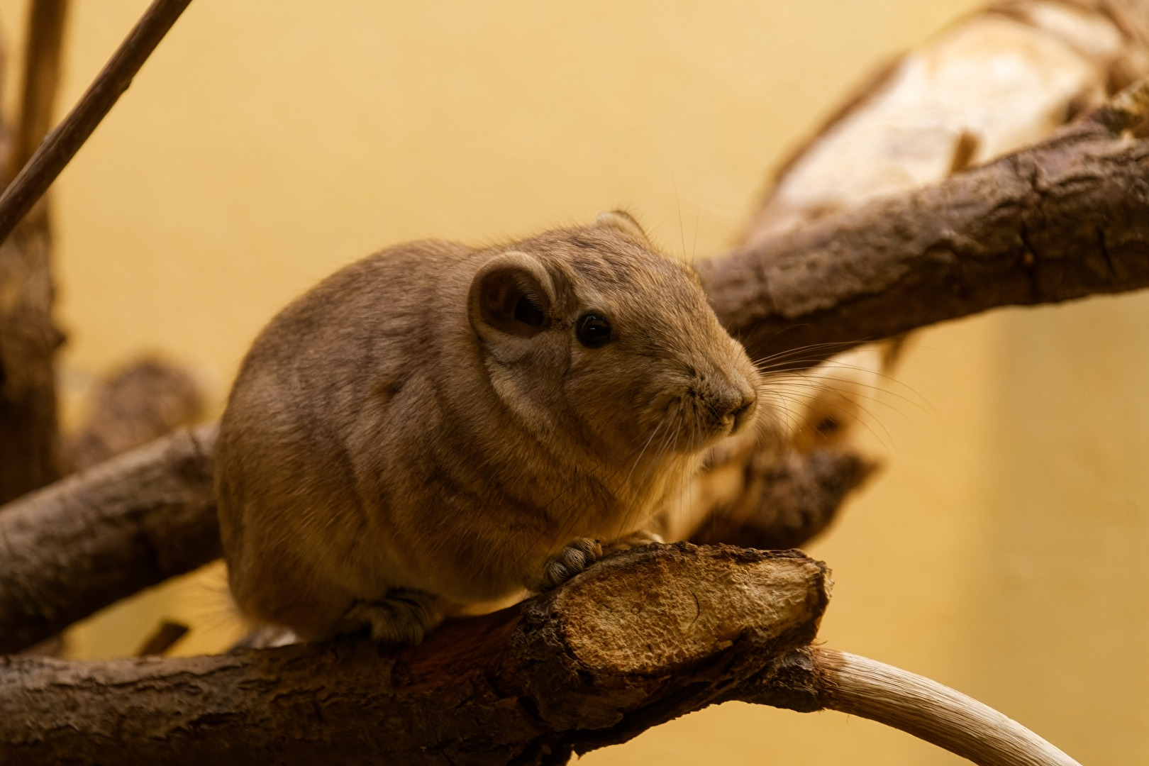 Gundi