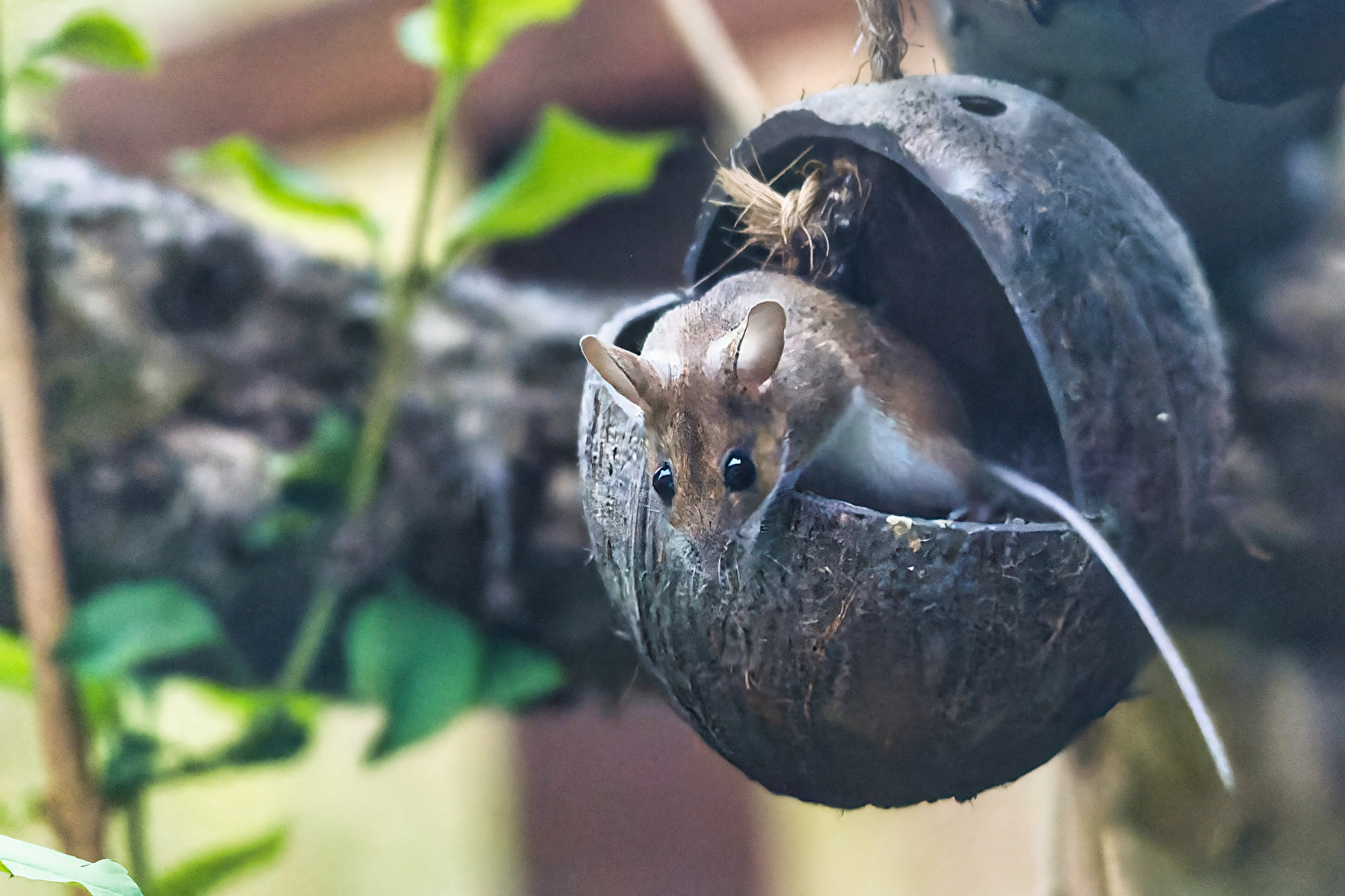 Nagetiere & Hasenartige