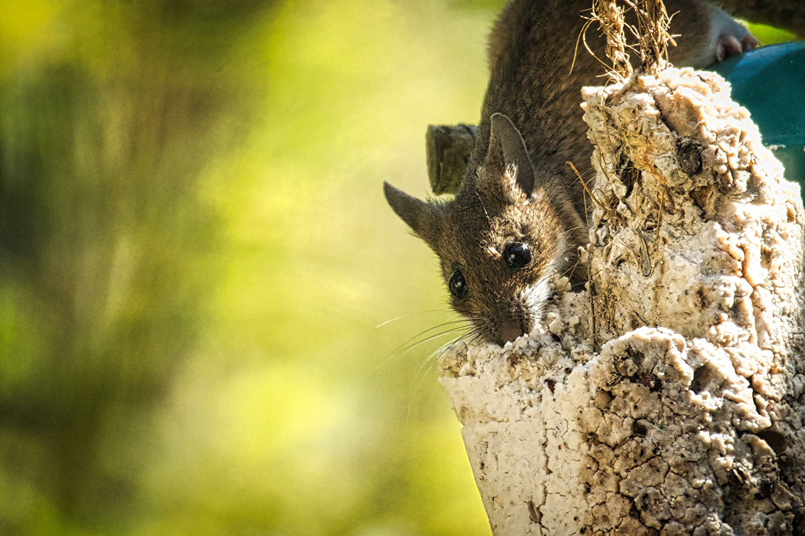 Nagetiere & Hasenartige