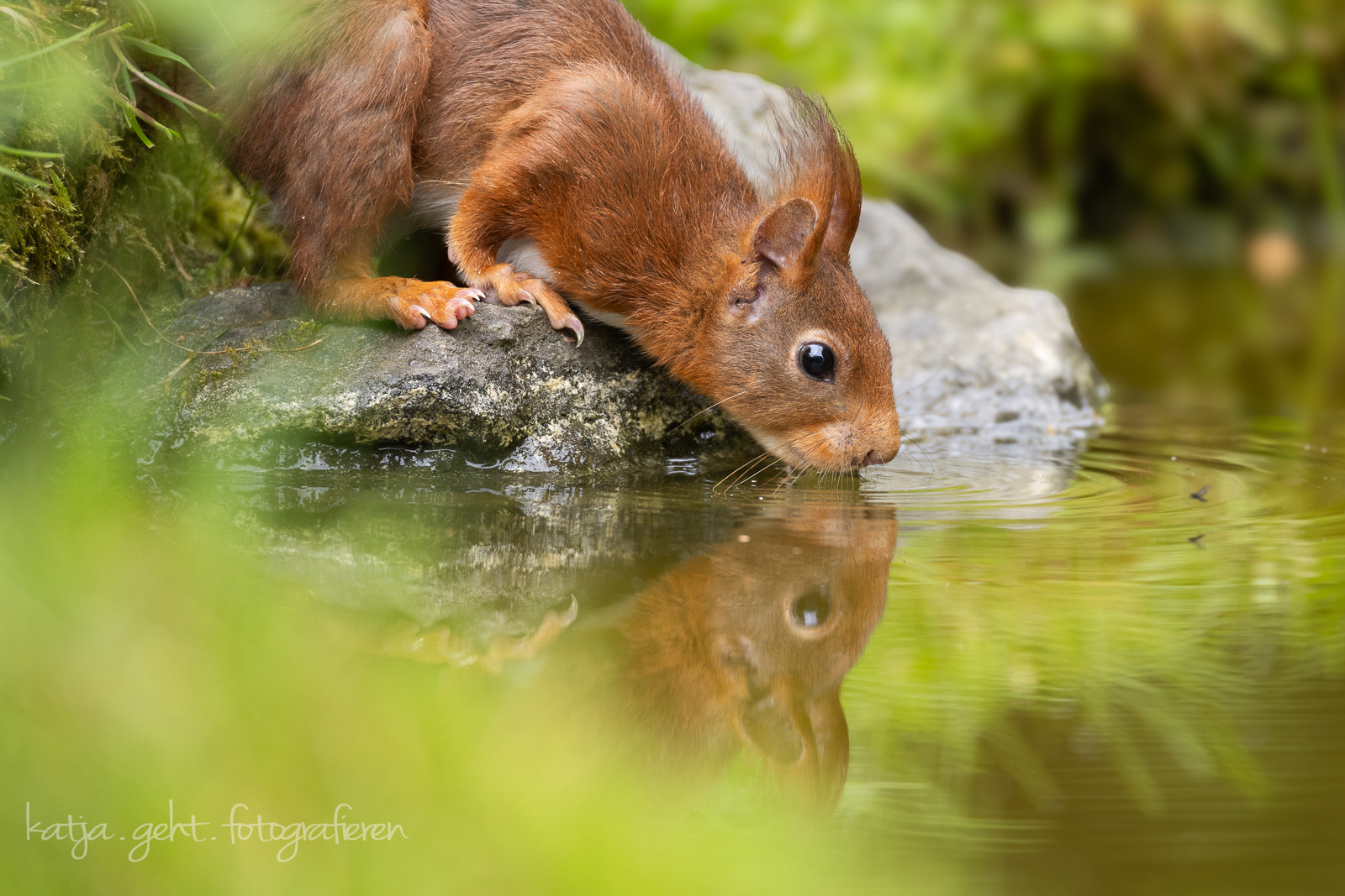 Eichhörnchen - steht für eine Sekunde still