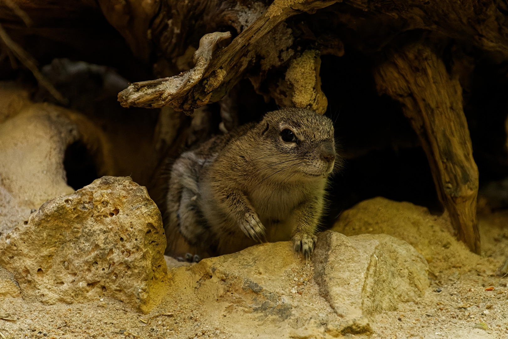 Kap - Borstenhörnchen