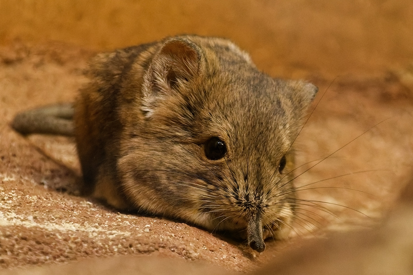 Kurzohr-Rüsselspringer