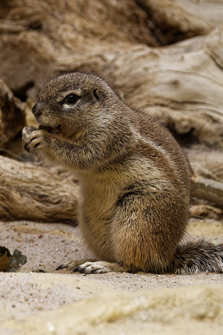 kap. - Borstenhörnchen