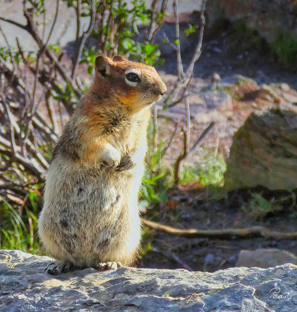 Chipmunk - Goldmantelziesel