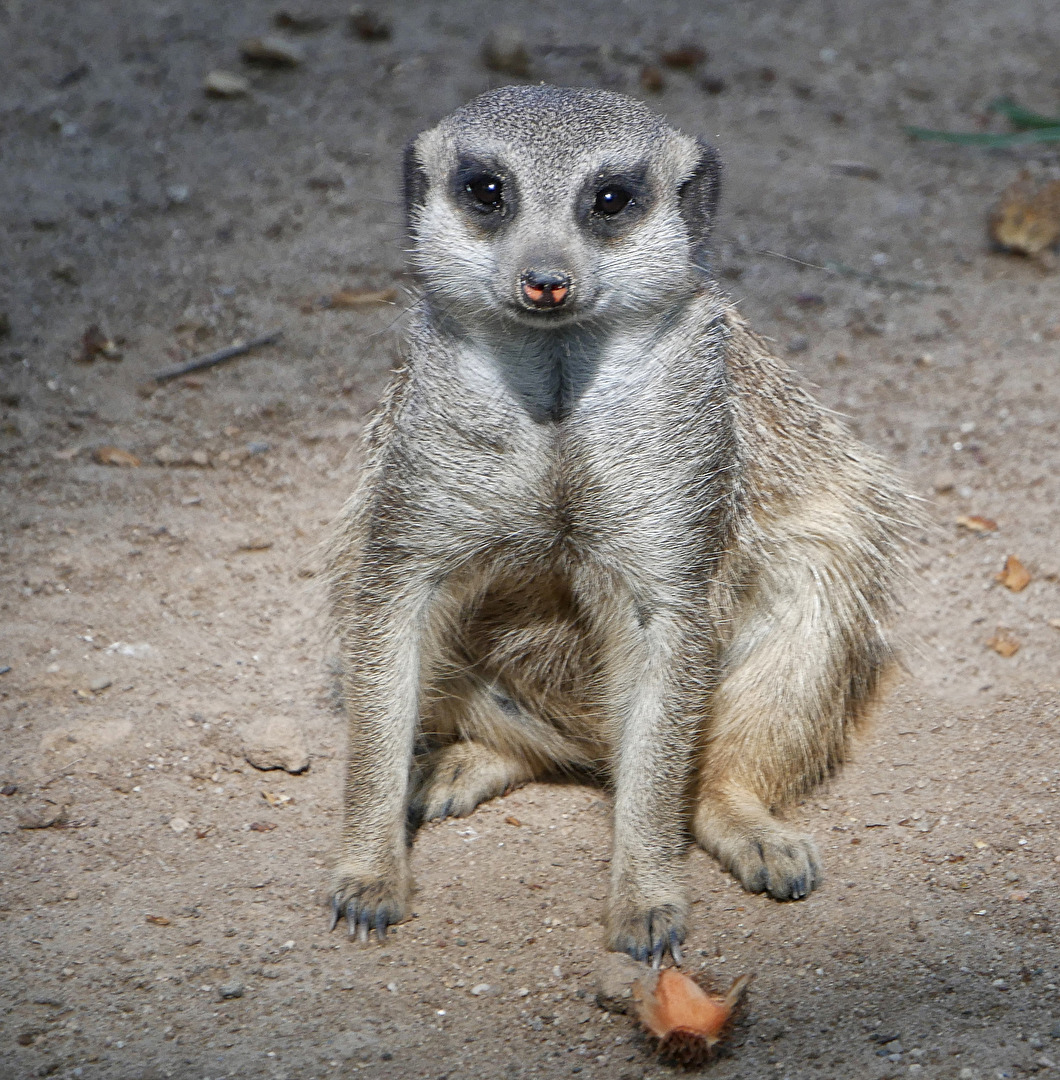 Augenblickbekanntschaft