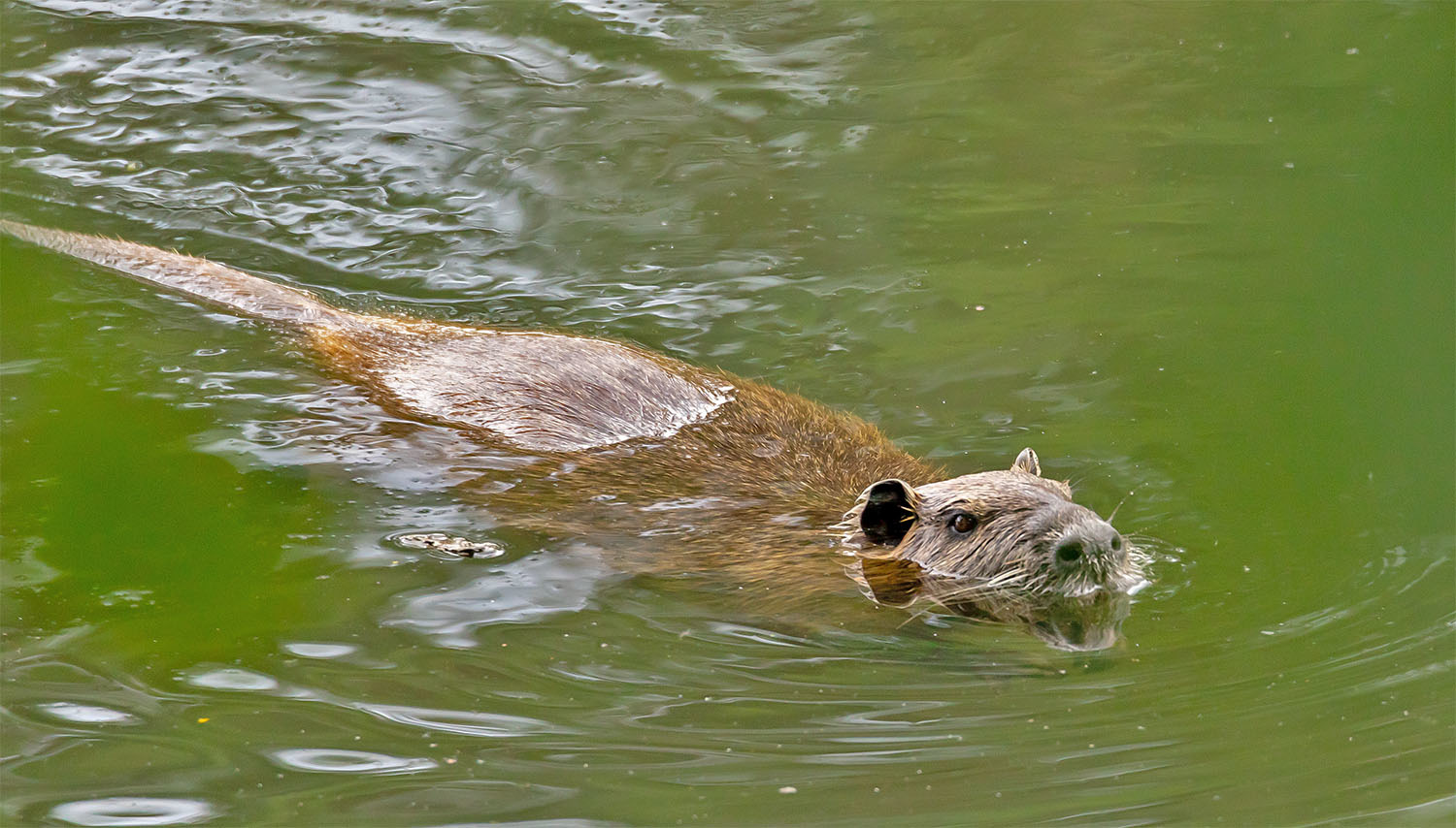 Nutria in seinem Revier
