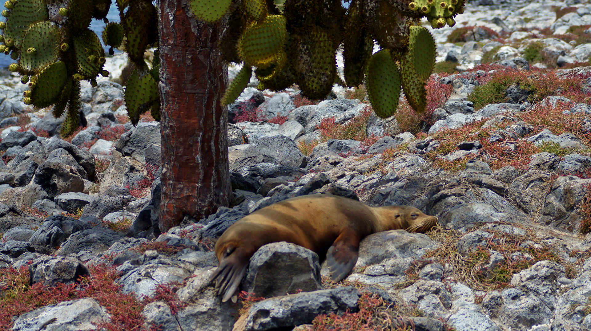 #Schlaf - Mittagsschläfchen auf Plaza Sur / Galápagos