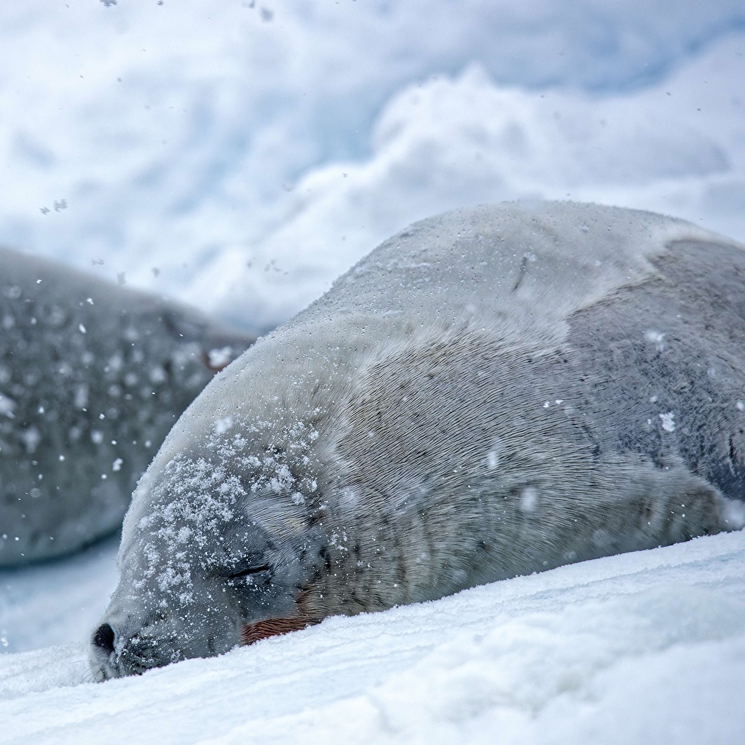 Crabeater seal (Krabbenfresser, Lobodon carcinophaga) völlig entspannt.....