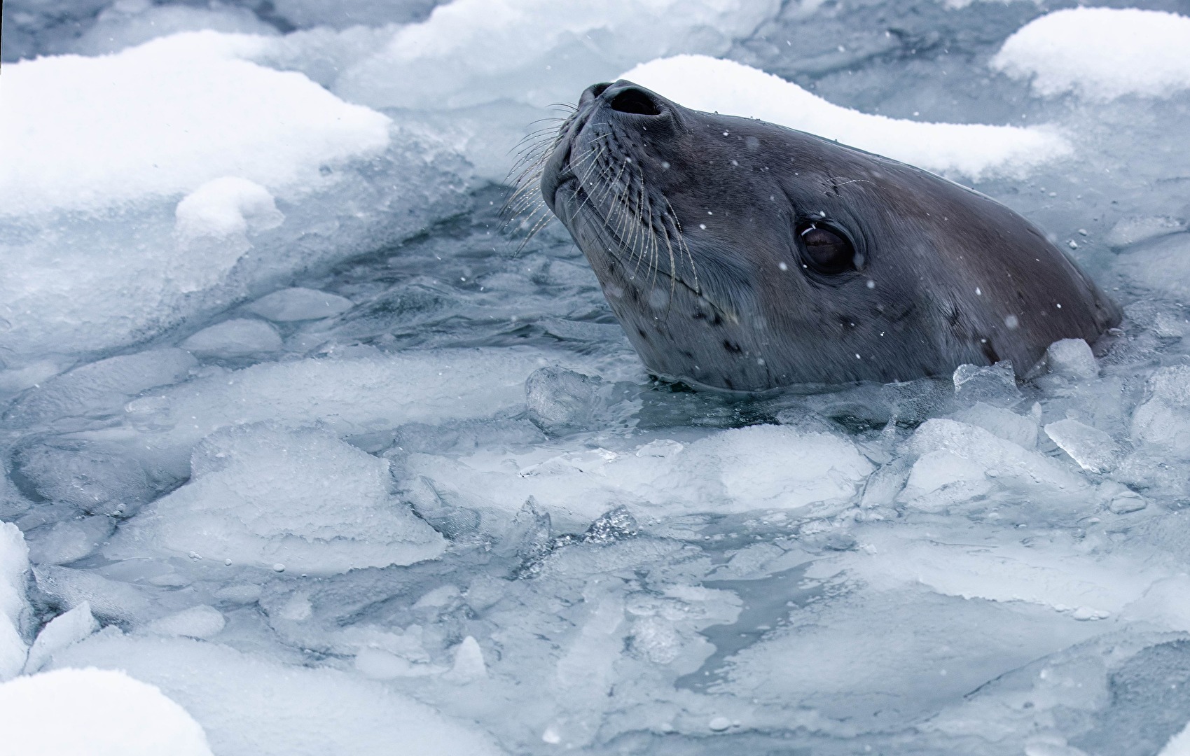 Neugierig - Crabeater seal / Krabbenfresser (Lobodon carcinophaga) im Drifteis