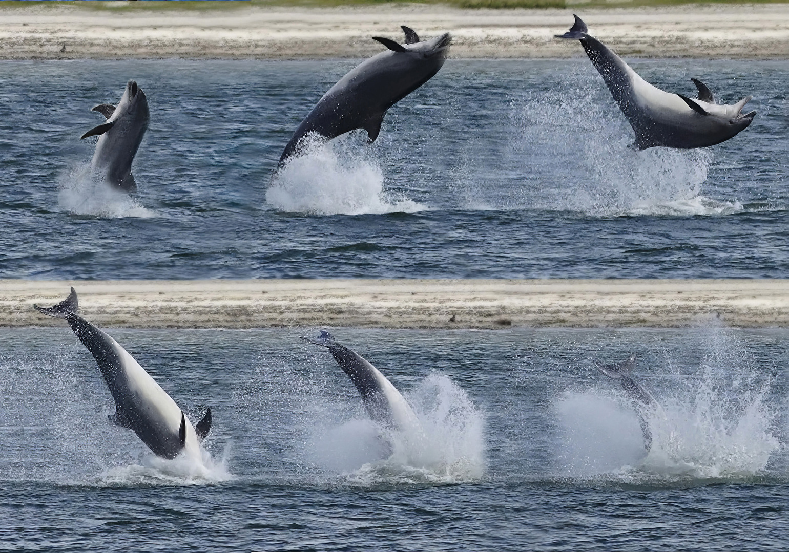 Delfin "Delle"