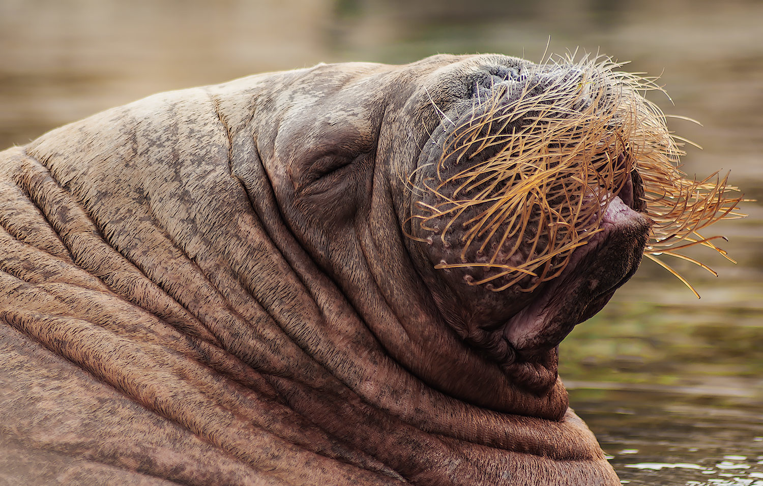 Ist mein Bart nicht schön?