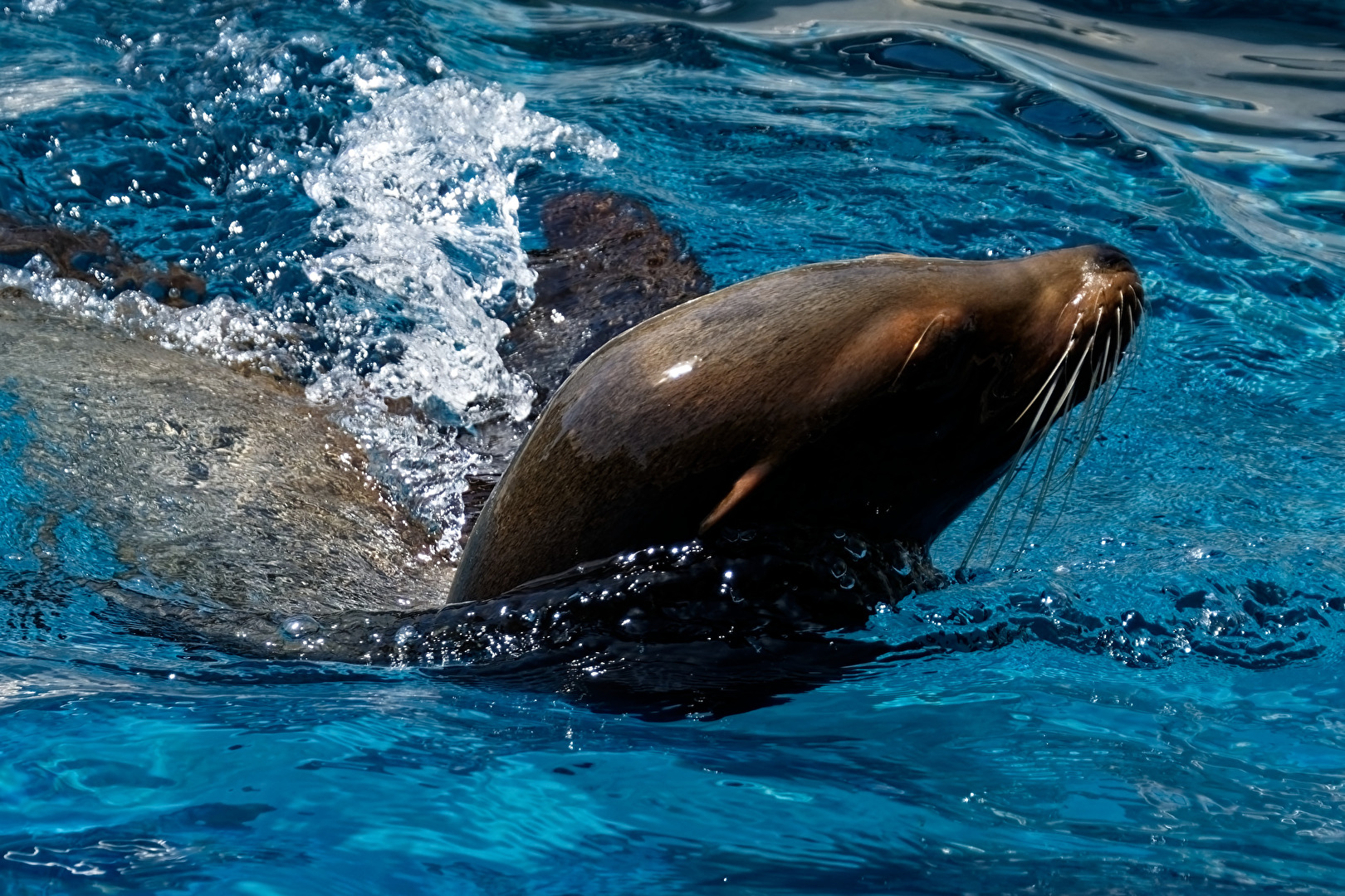 Sea lions