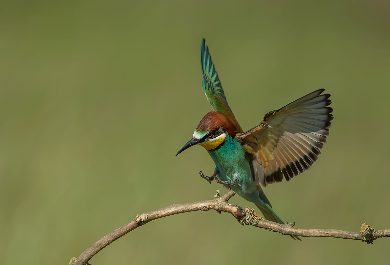 Bienenfresser (Merops apiaster)