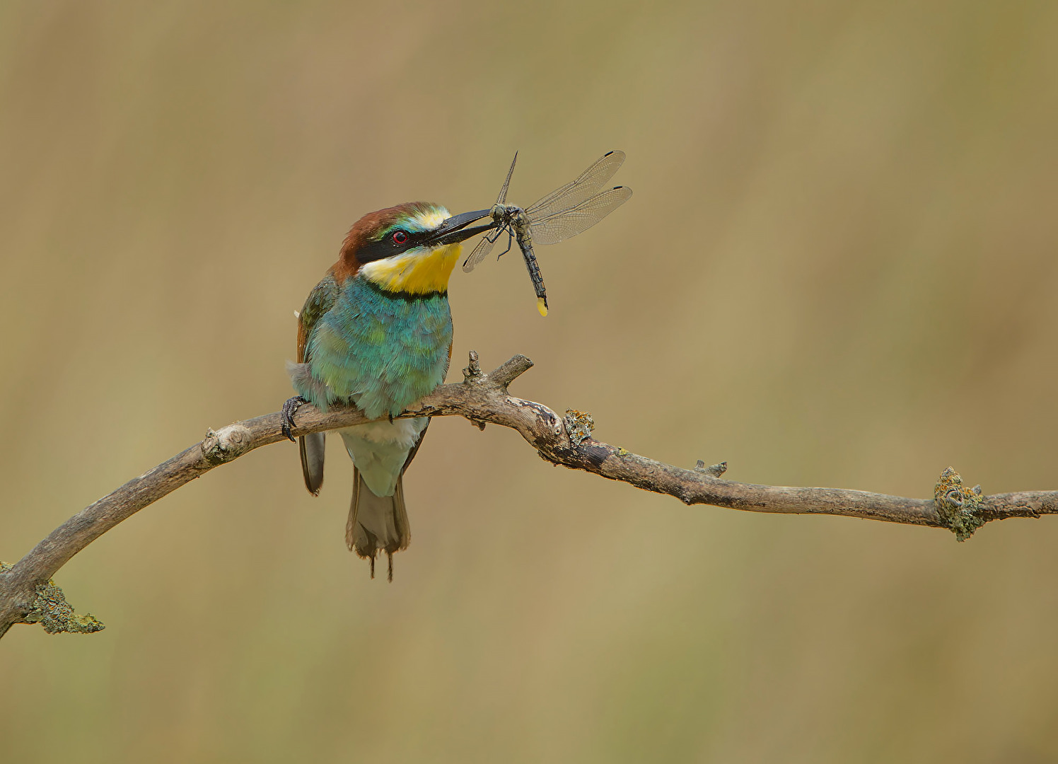 A long, juicy dragonfly is a treat for bee-eaters