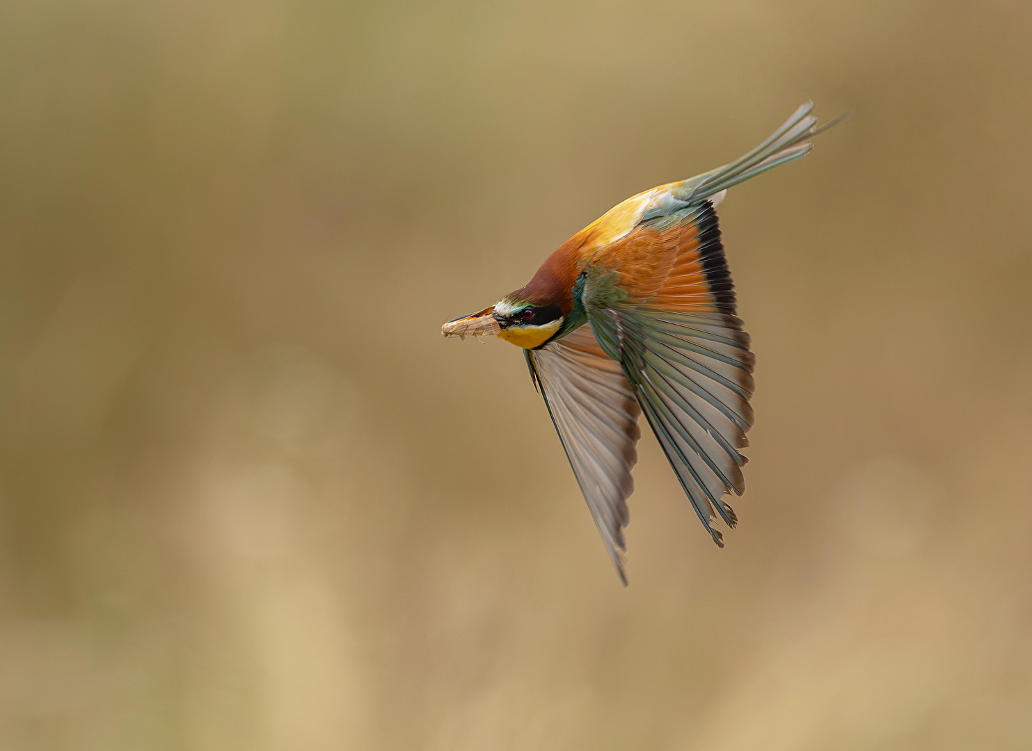 Bienenfresser mit erbeutetem Nachtfalter, Merops apiaster