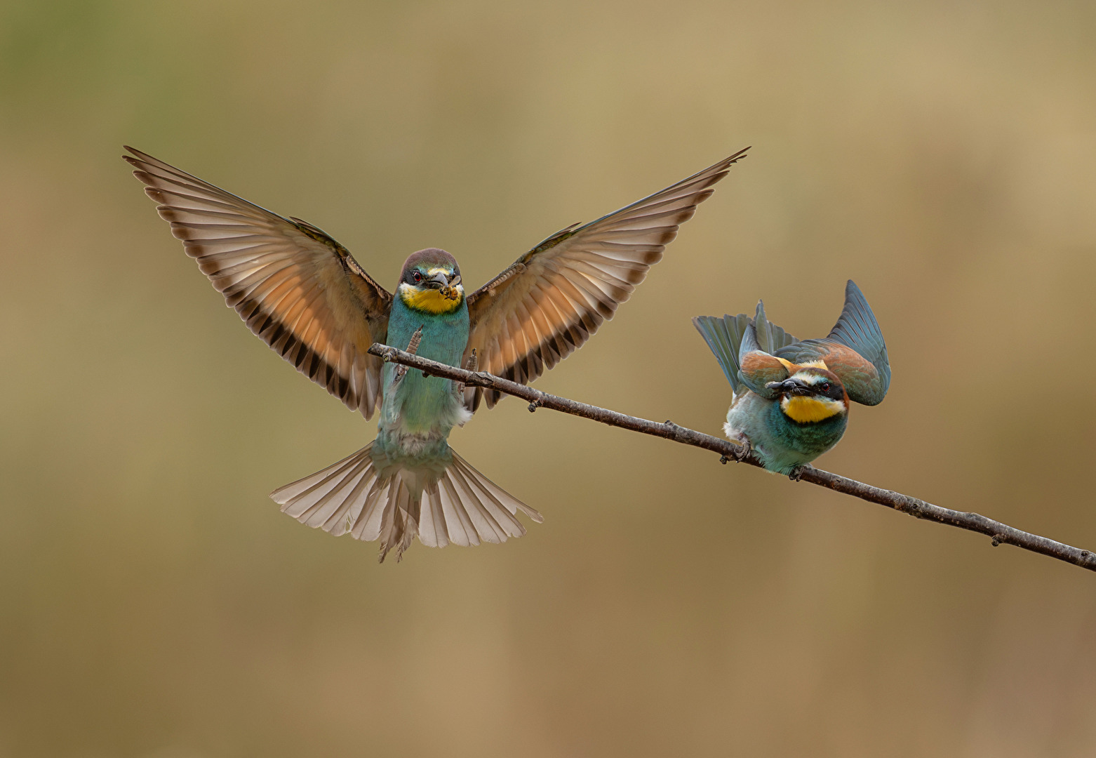 Bee-eater Pair