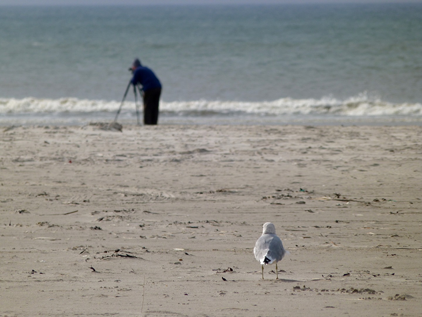 Die Möwe und der Fotograf..