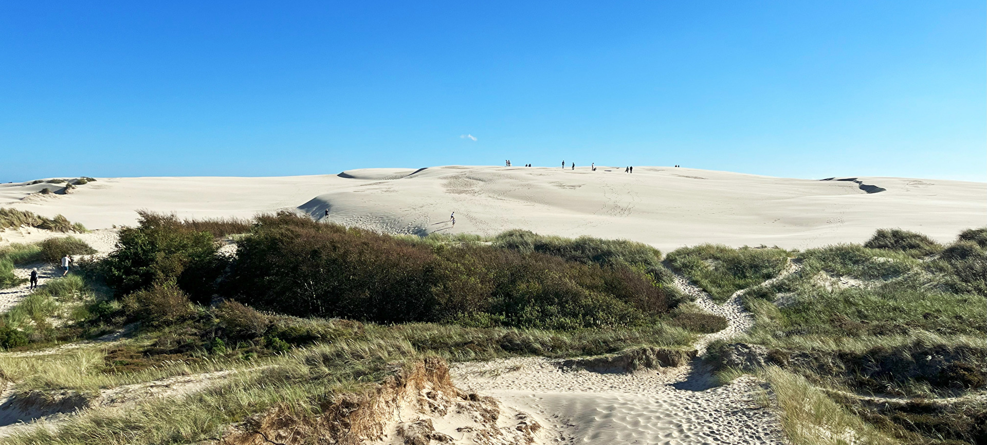 Sanddünen in Dänemark 1