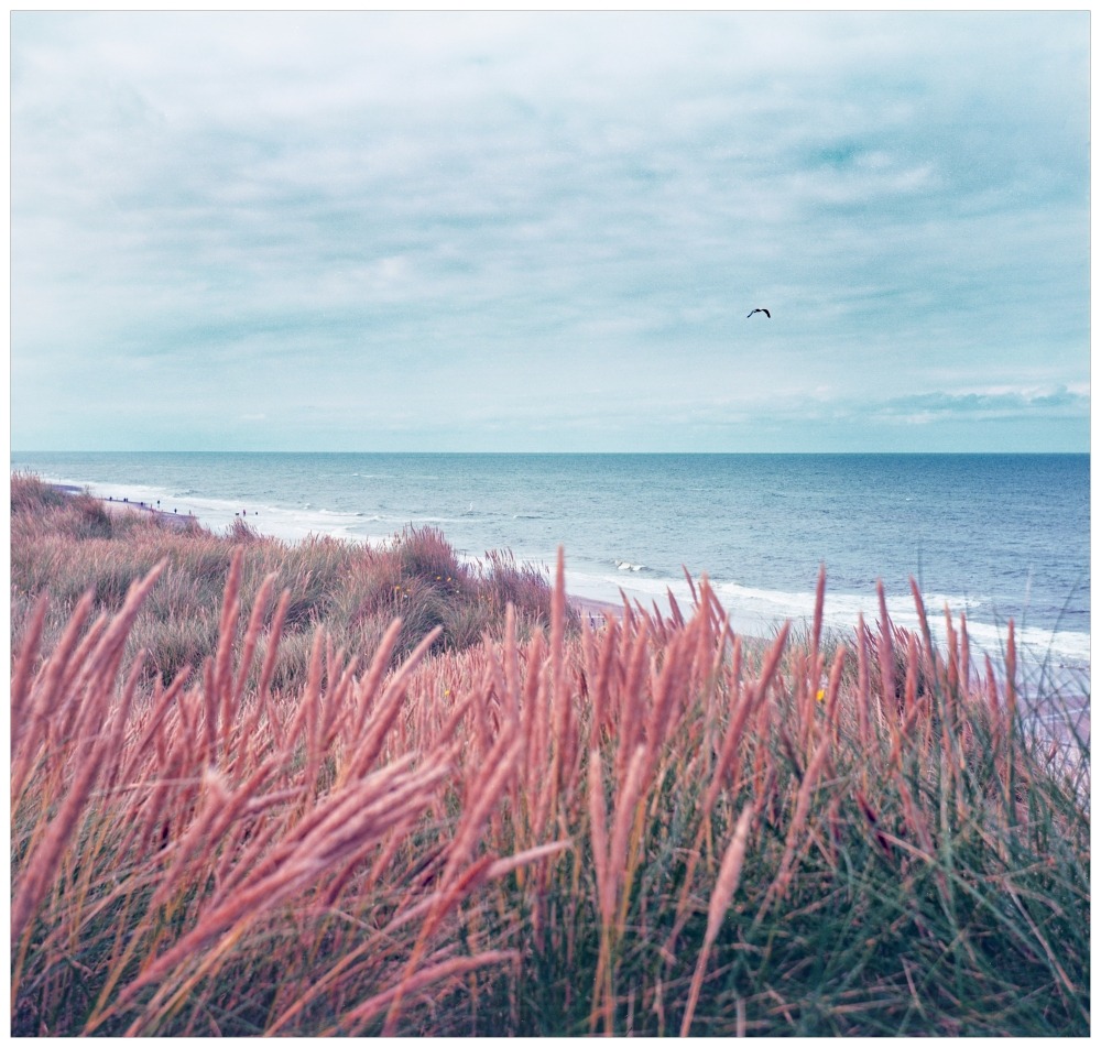 Dünen Dänemarks (Analogfotografie)