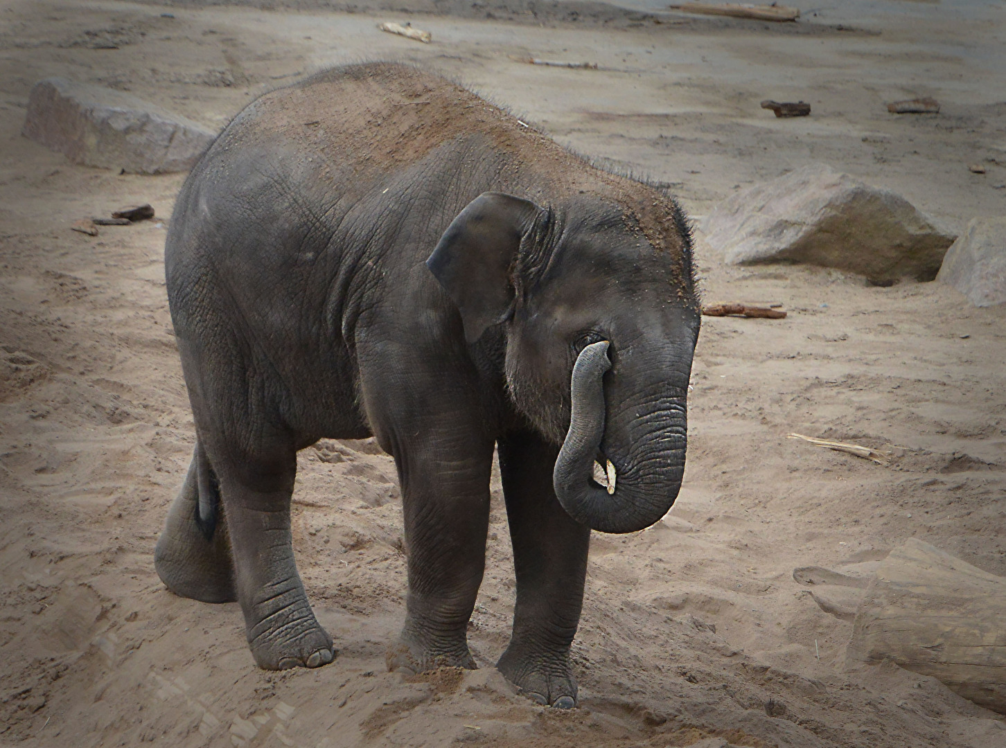 Baby Elefant Zoo Köln