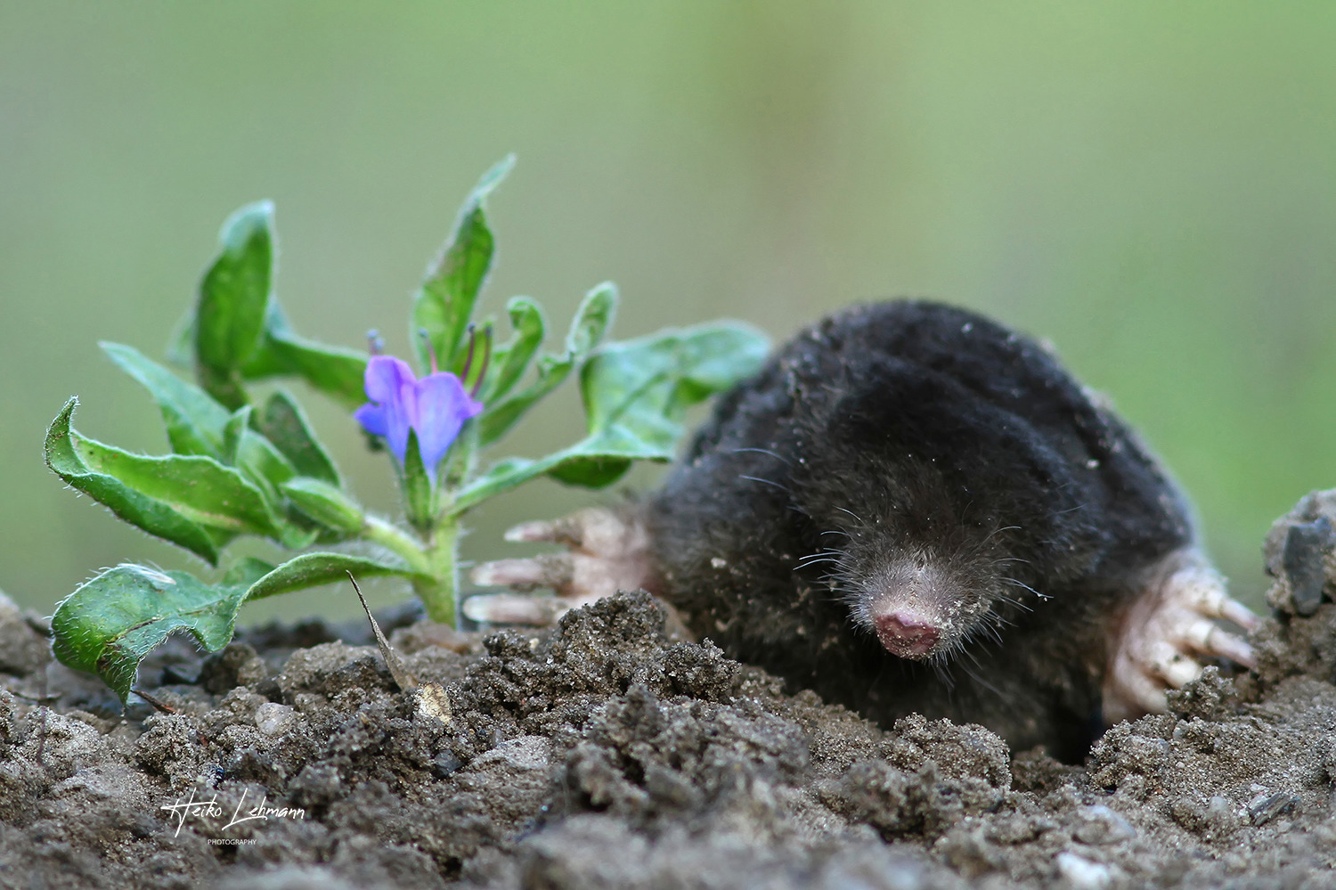 Maulwurf (Talpa europaea)