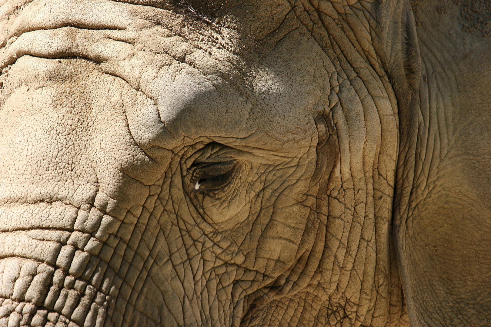 Elefanten Porträt