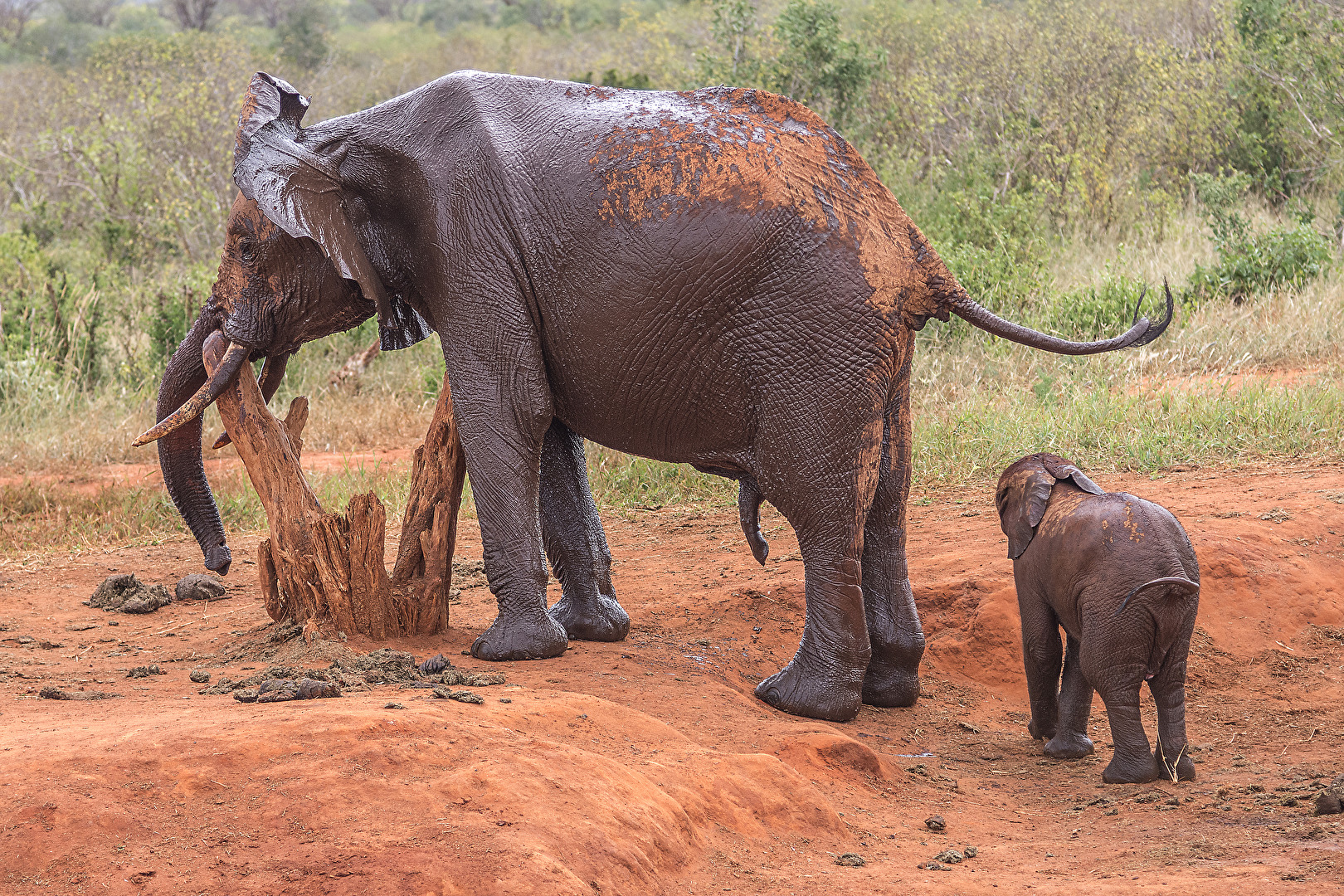 Elefant mit Jungtier