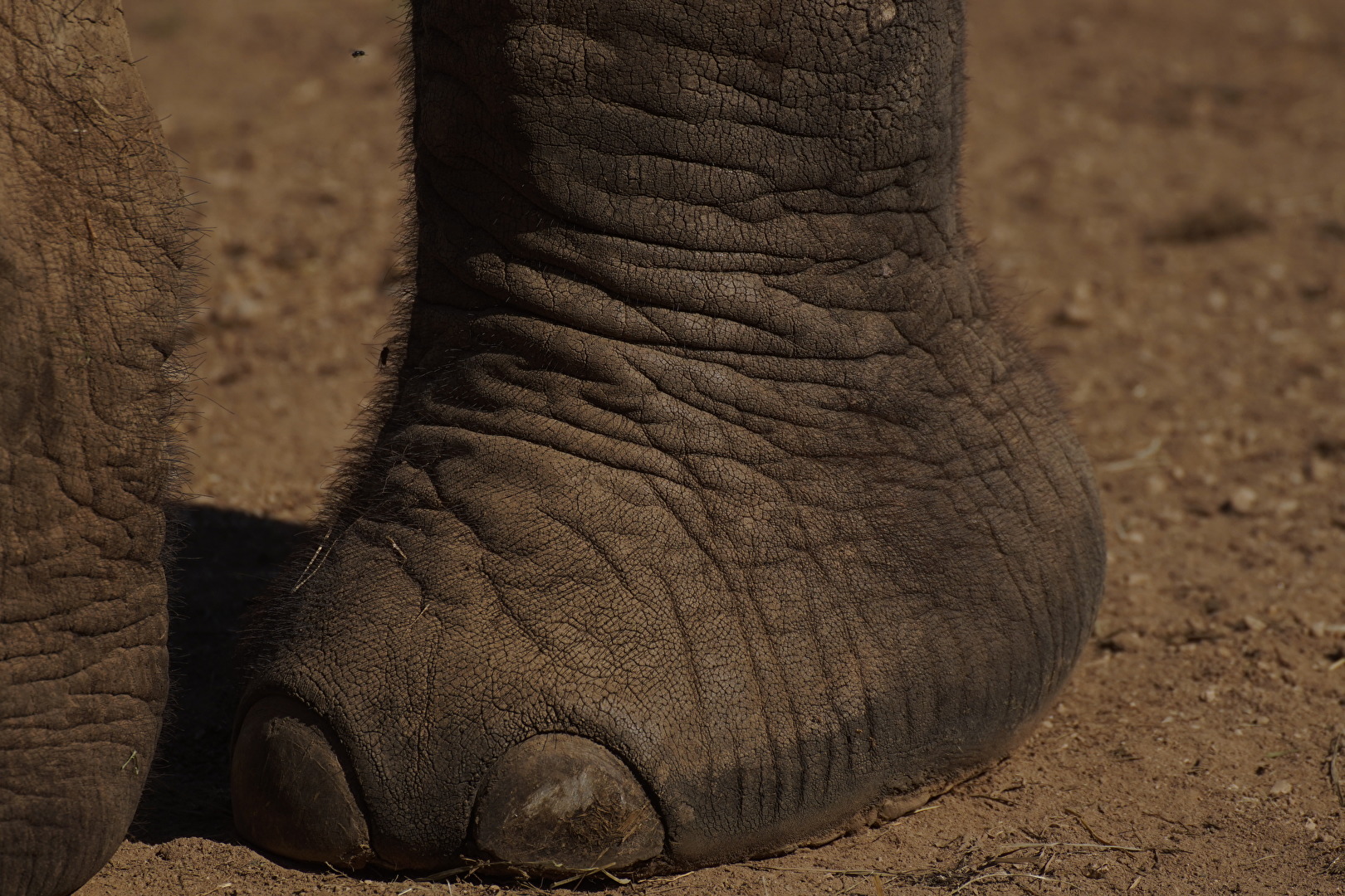 der Elefant und die Mücke