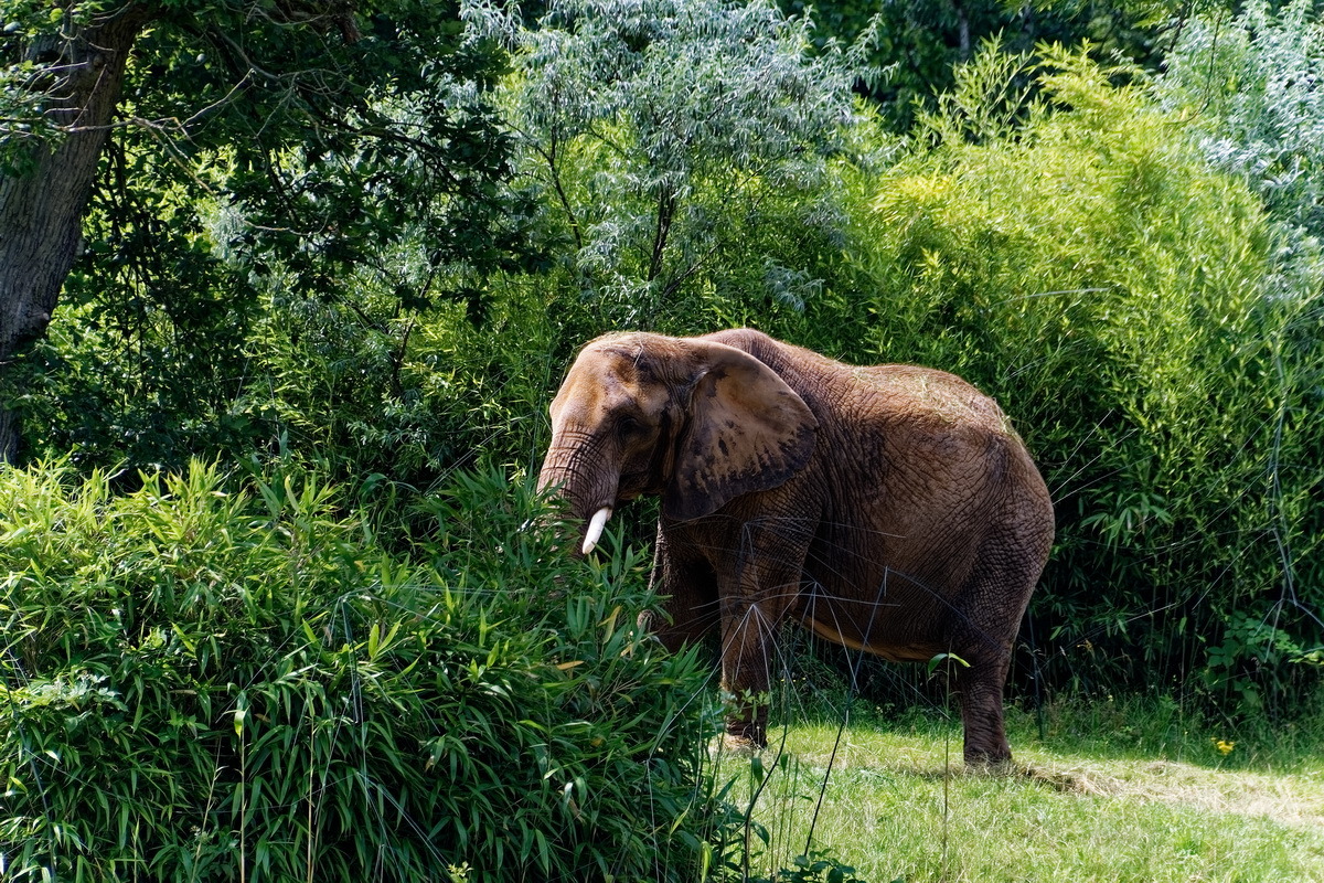 Elefant