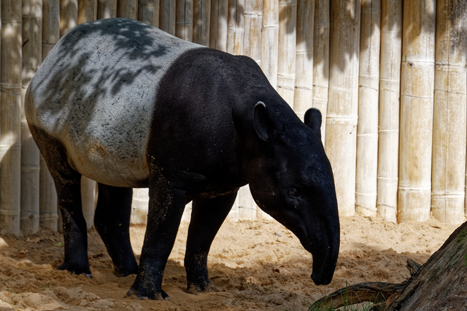 Tapir