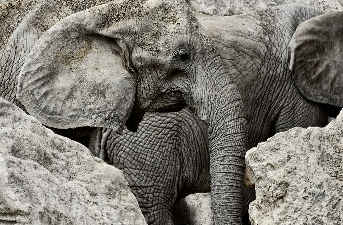 Loxodonta africana