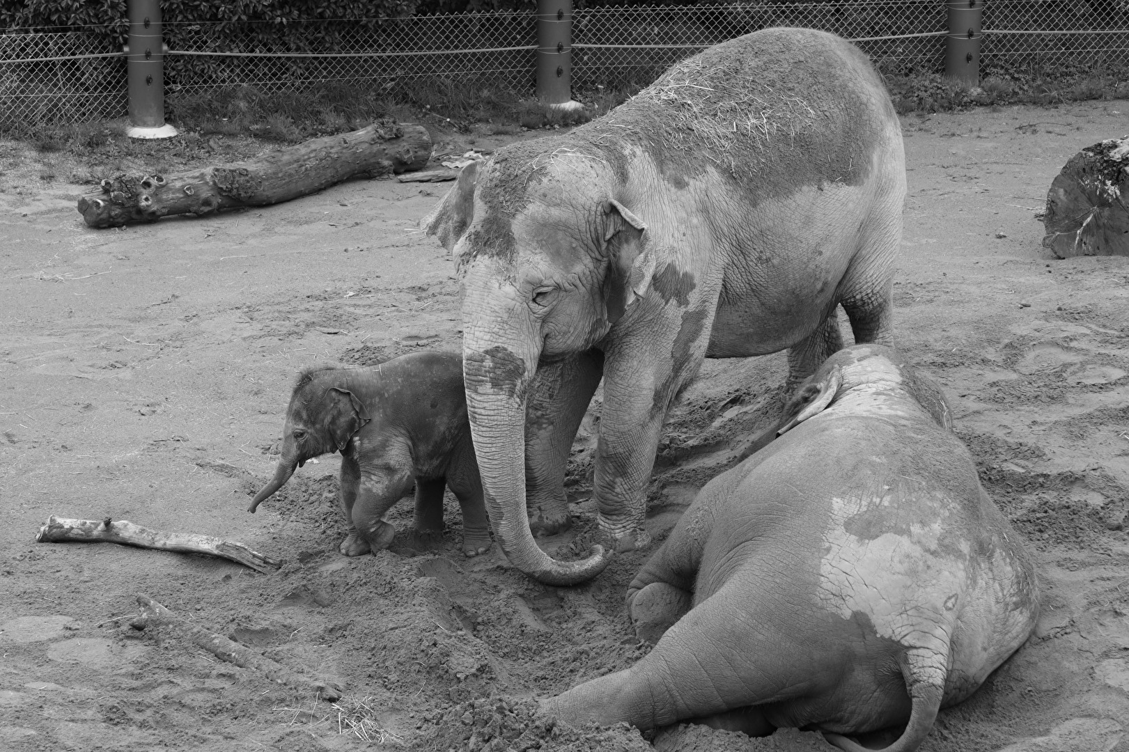 Familie Elefant.