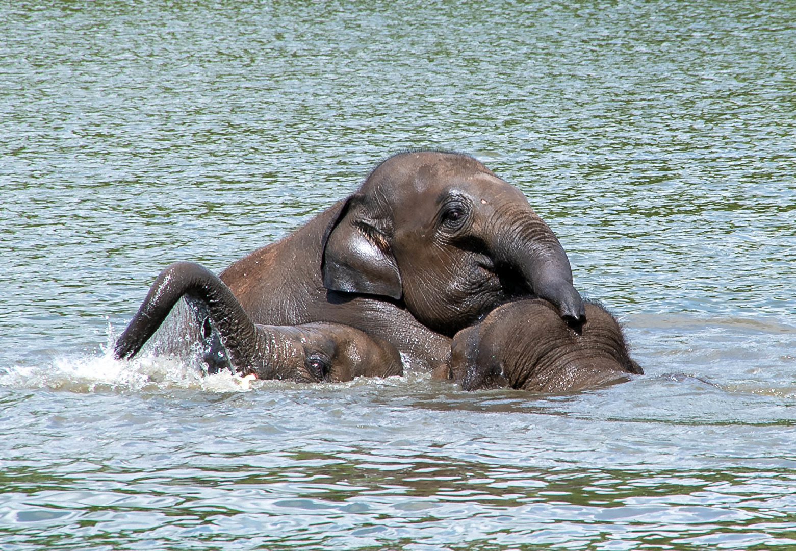 wenn Baby Elefanten im Wasser Spiegel  ( Pairi Daiza Belgien)