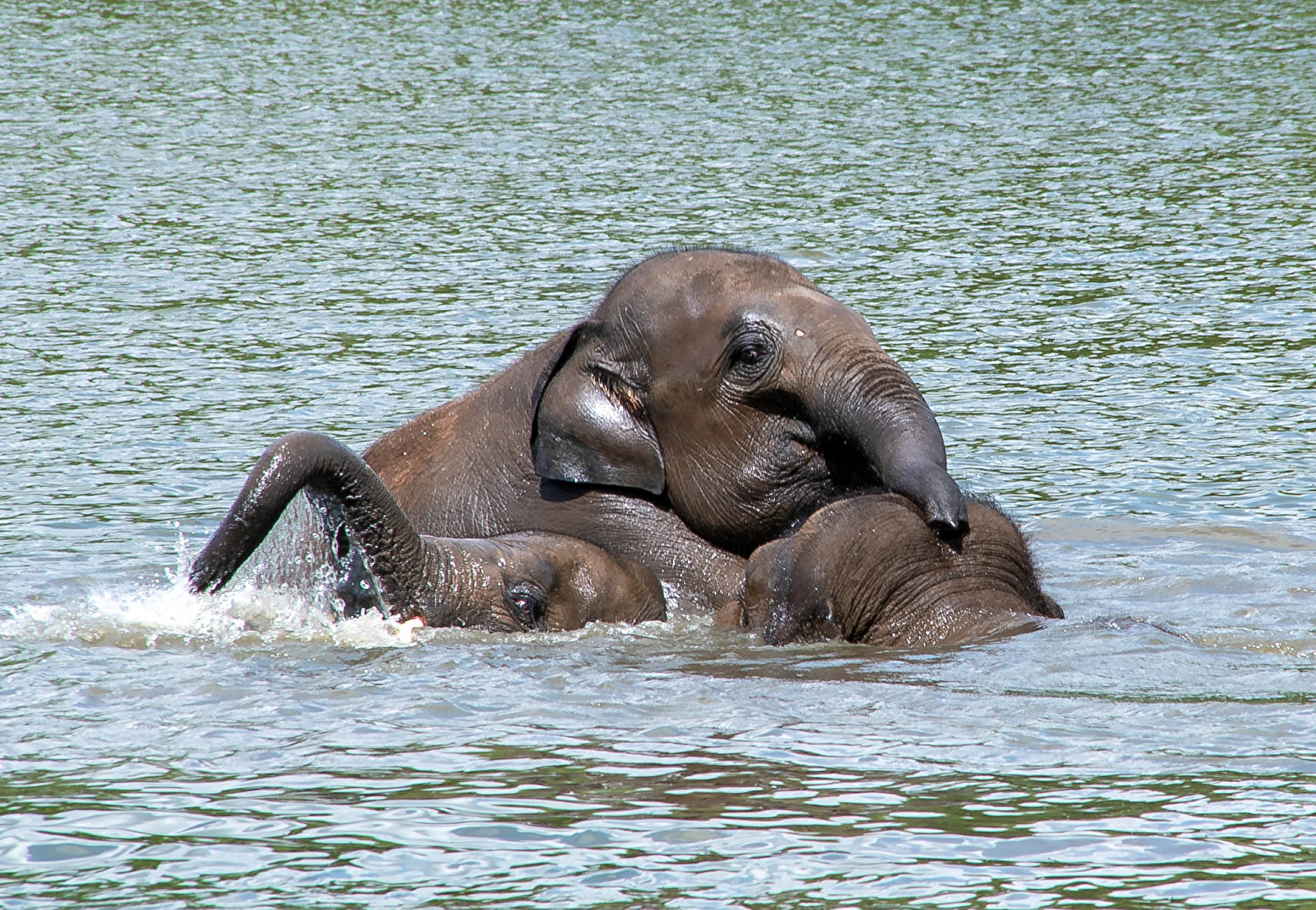 wenn Baby Elefanten im Wasser Spiegel ( Pairi Daiza Belgien)