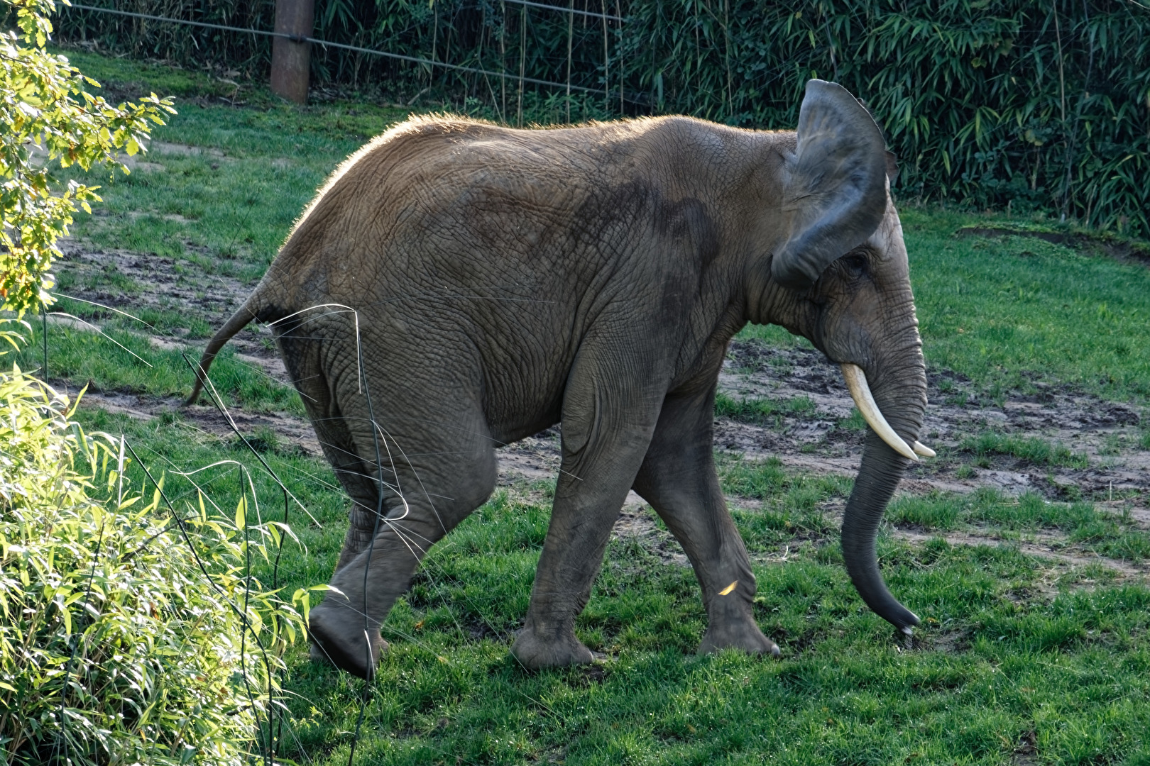 Elefant