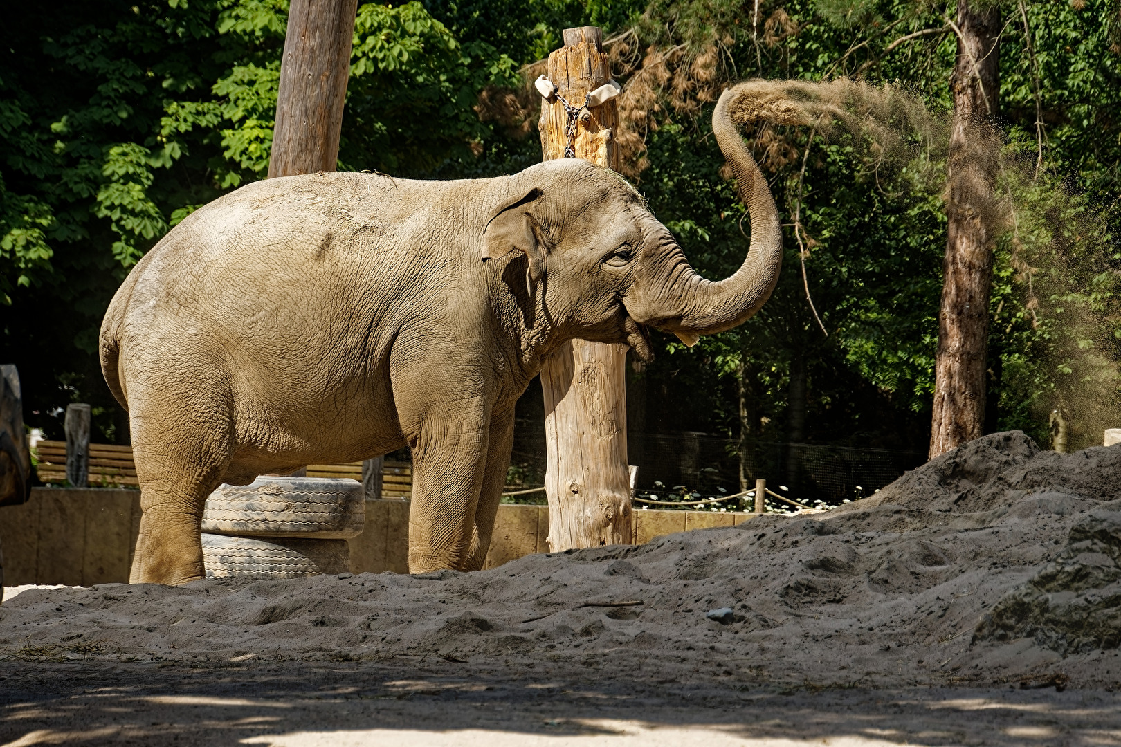 Elefant mit Sanddusche