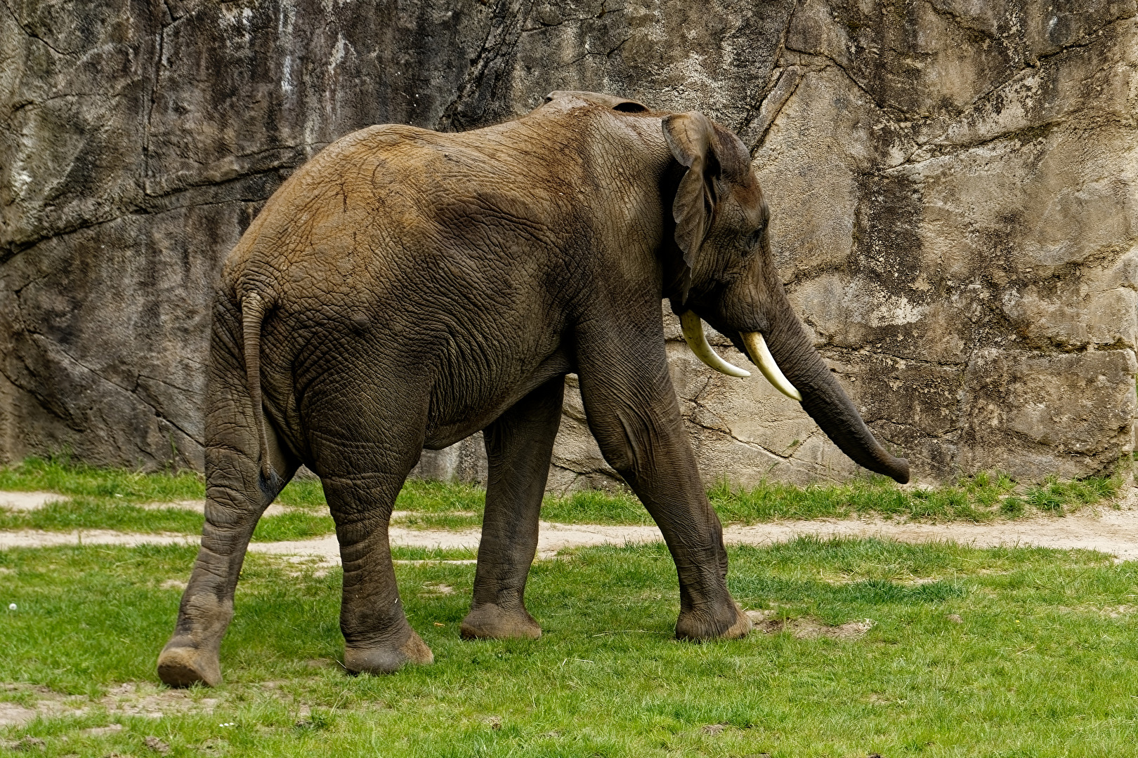 Elefant