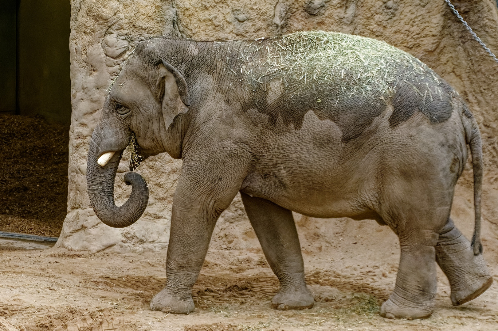 Elefant