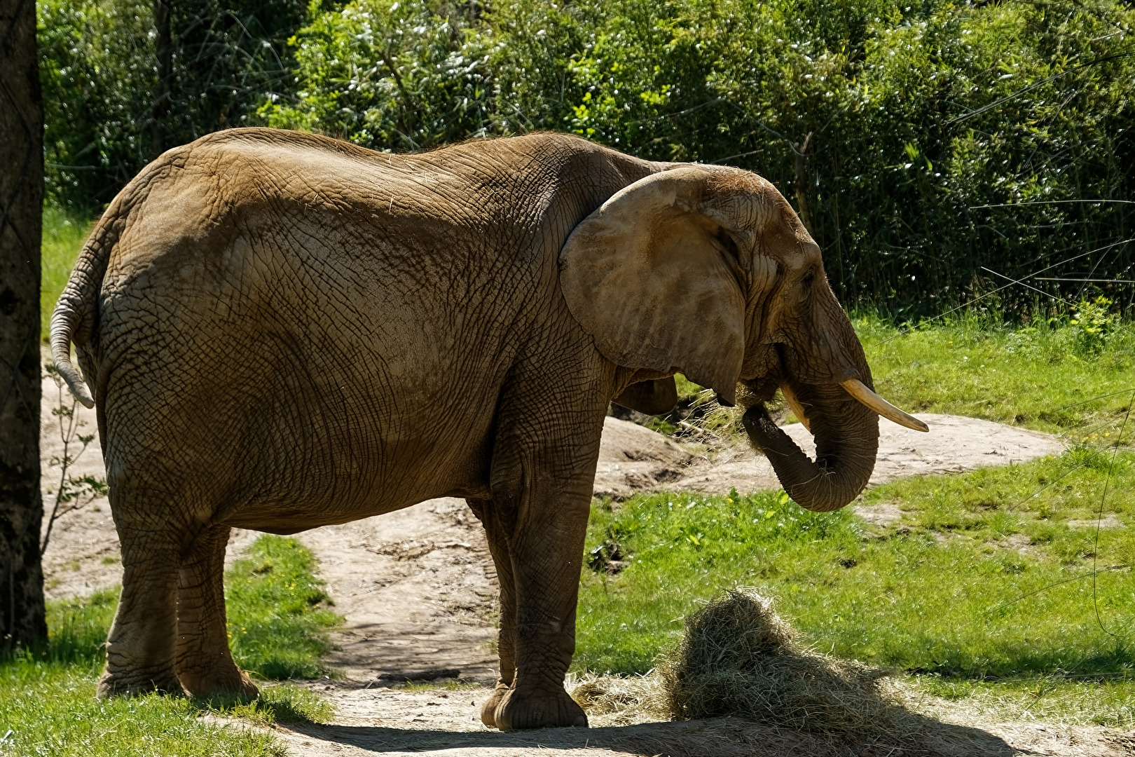 Elefant